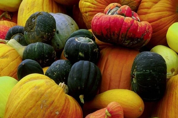 Citrouilles de différentes couleurs