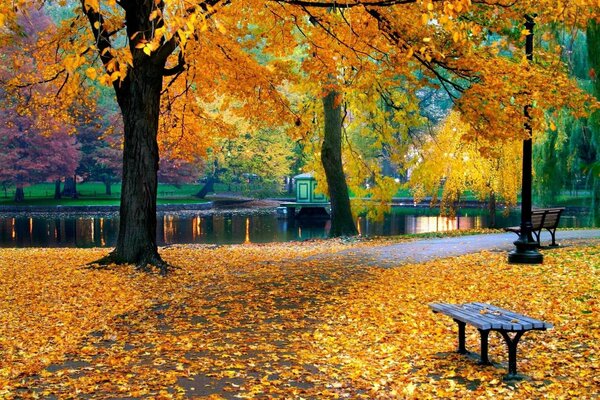 Parco autunnale coperto di foglie d oro