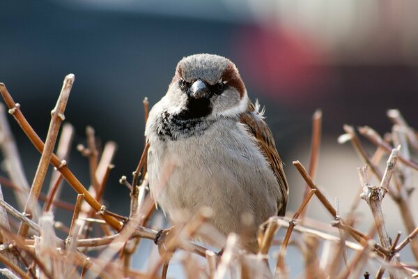 Ein Spatz sitzt auf nackten Zweigen