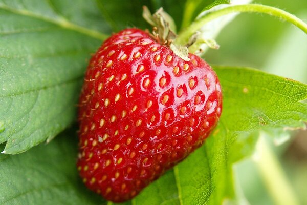 Fresh strawberry harvest on the bush