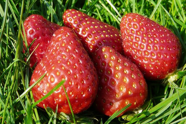 Frische Erdbeerbeere auf dem Gras