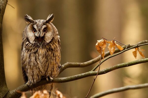 Owl is a beautiful bird sitting on a tree