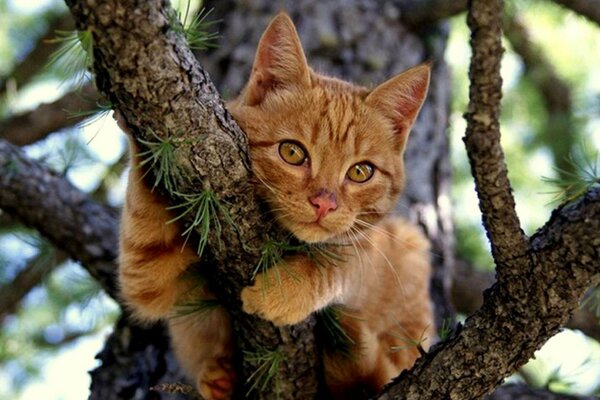 Chat roux assis sur une branche de conifère