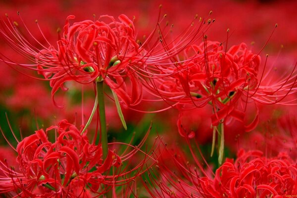 Bizarre rote Spinnenlilienblüten