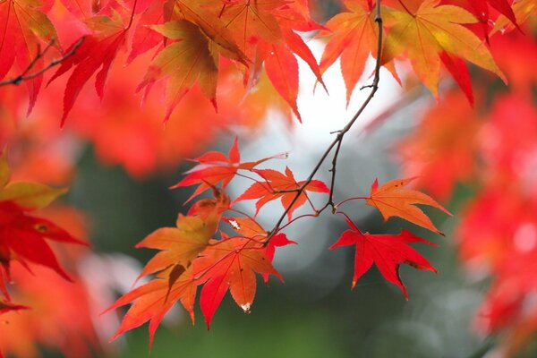 Feu d automne feuille d oiseau de feu