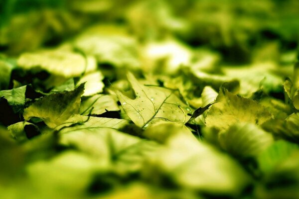 Wallpaper with green blurred leaves