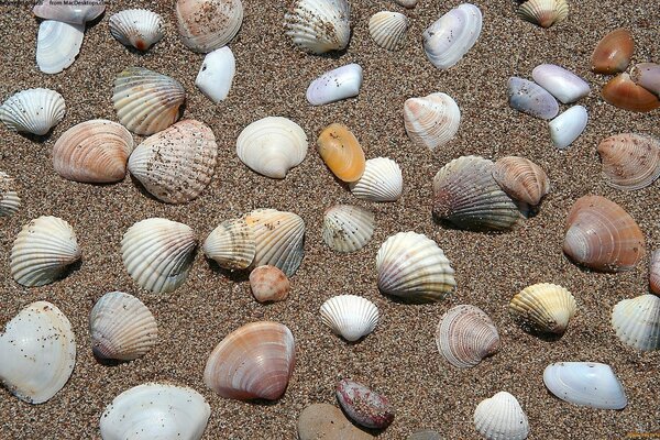 Coquillages multicolores se trouvant sur le sable