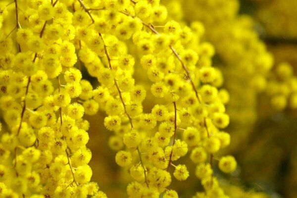 Ramo luminoso di mimosa gialla