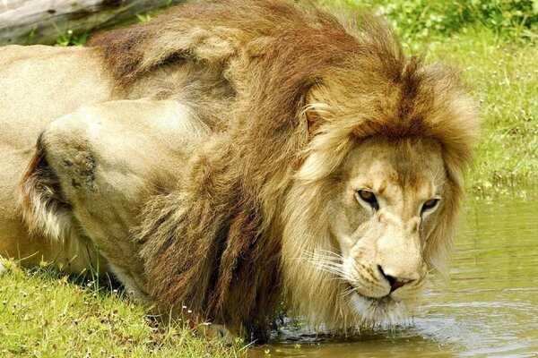 Большая ковка на вадопое лев царь зверей