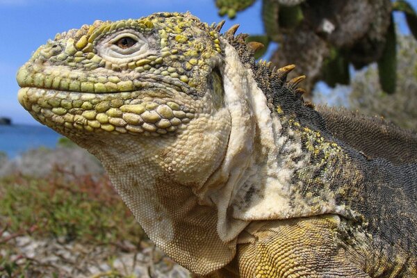 Portrait of an iguana. Photogenic lizard