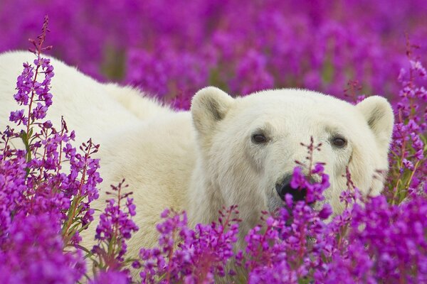 Oso polar en un campo de flores púrpuras