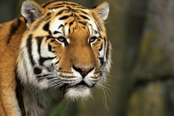 Хищная большая кошка - тигр