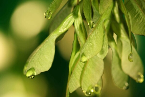 Drops flowing down the green leaves