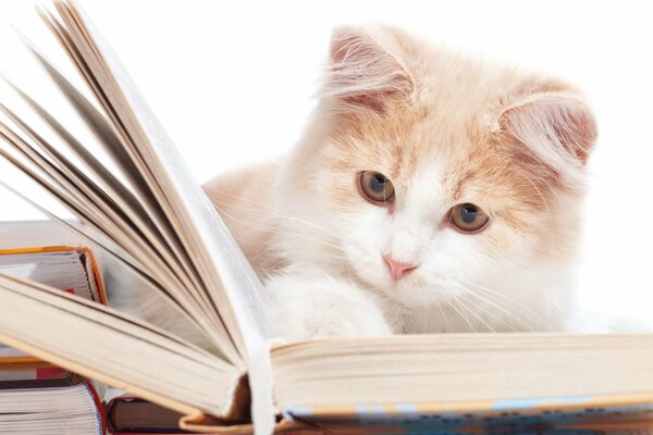 The cat is reading a book on the table