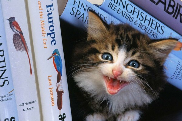 The kitten hid in the books and meows