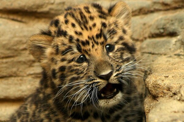 Baby des traurigen Leoparden-Babys