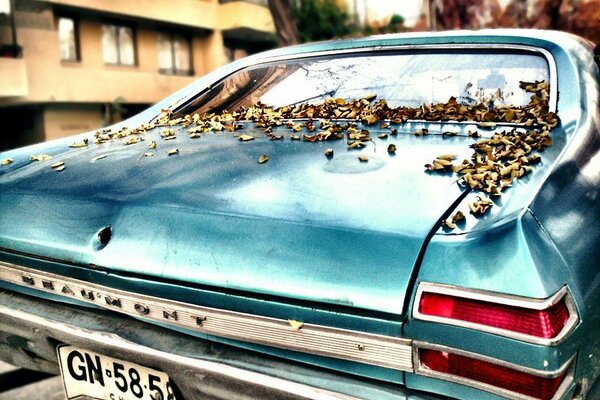 Luces traseras del coche. Caída de hojas de otoño 