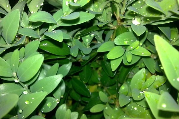 Gotas de lluvia en las hojas de las plantas