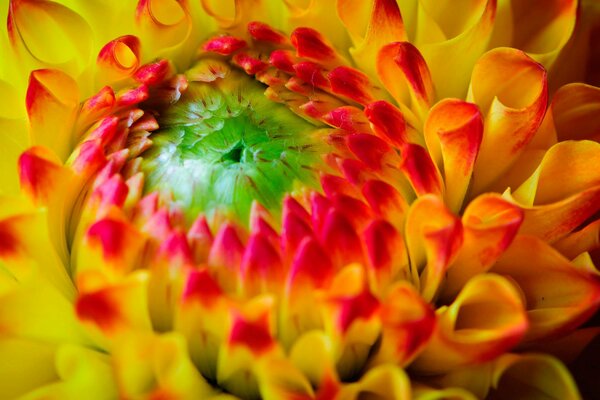 Beautiful yellow-red flower close-up