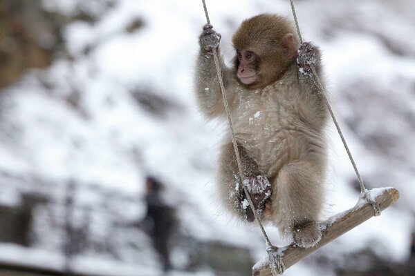 Winter photo of a monkey on a swing