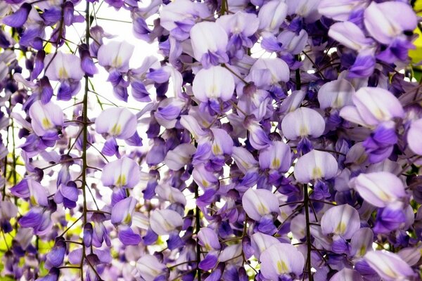 Viele Zweige mit weißen und violetten Blüten