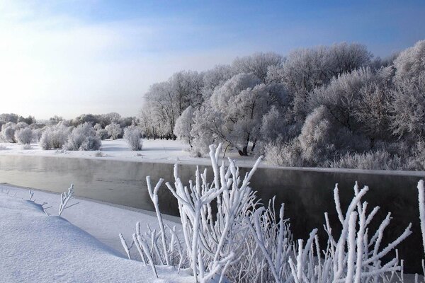 Natur im Winter. Bäume im Schnee