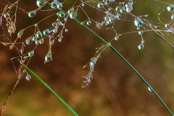 Rosée du matin sur les toiles d araignées et les brins d herbe