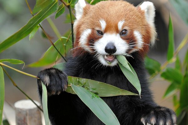 Photo of the red panda animal