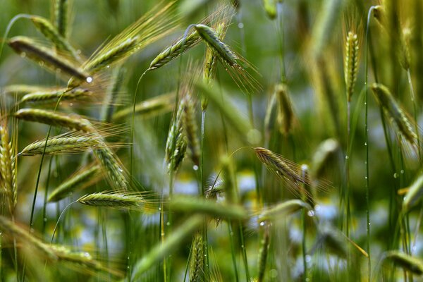 Beaucoup d épillets pelucheux verts