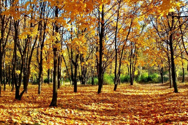 Yellow leaves in the autumn forest