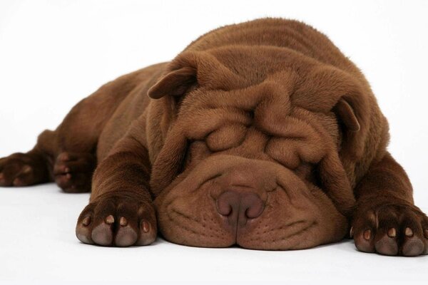 Cachorro de Shar Pei durmiendo en el Suelo