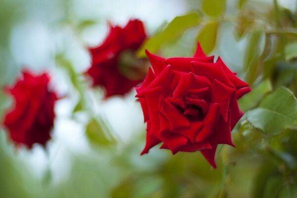 Roses rouges charmantes sur fond de ciel