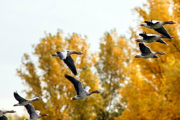 The flight of ducks in the autumn forest