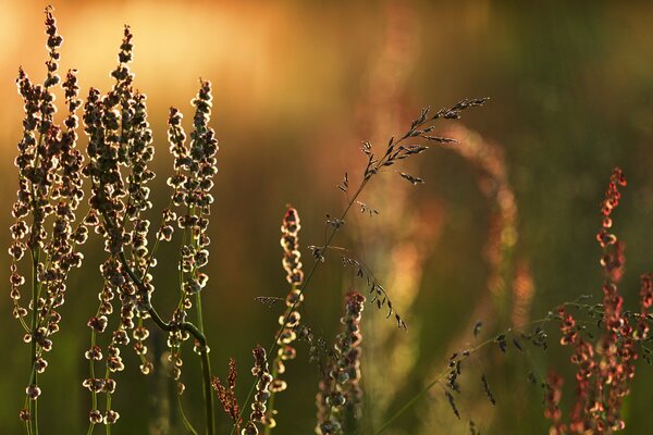 Gras im Morgengrauen in den ersten Sonnenstrahlen