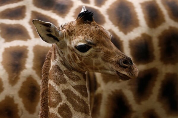 Piccola giraffa sullo sfondo del lato della mamma
