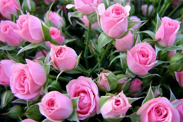 Cespuglio di rose rosa tenue in fiore