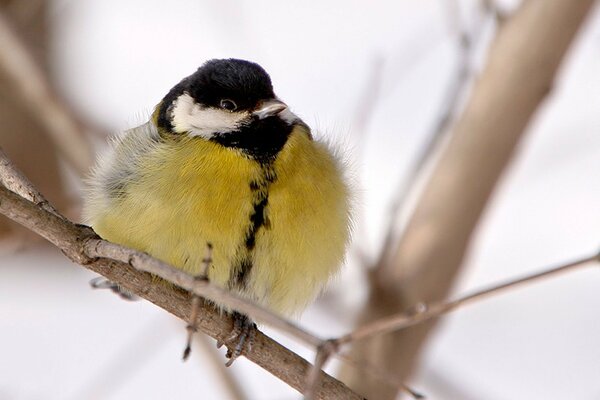 Tit amarillo sentado en una rama