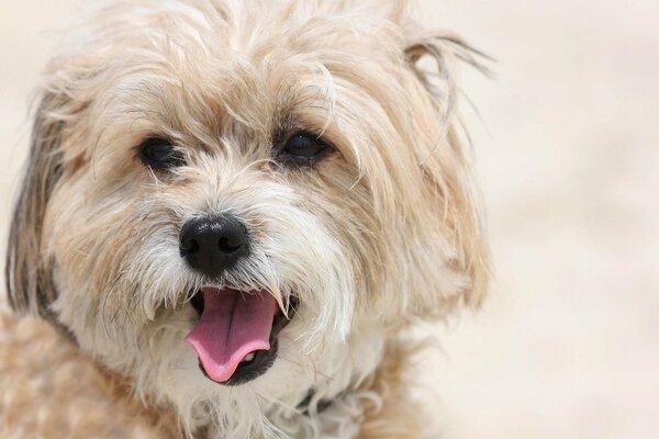 The happy dog is sitting with his tongue sticking out