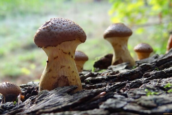 Mushrooms grow on the bark of a tree