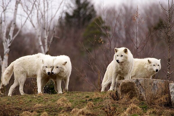 Una manada de lobos en el bosque