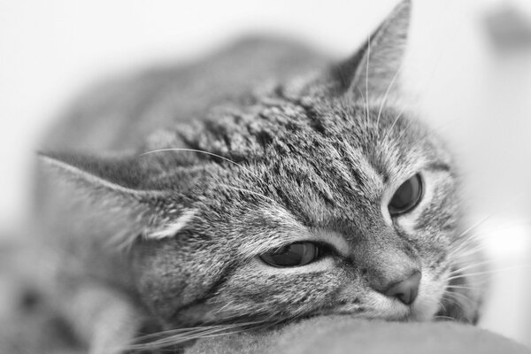 A close-up of a cat lying resting