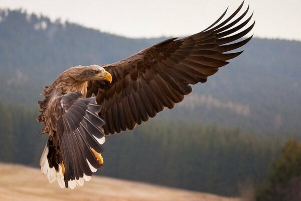 Raubvogel im Flug nach Beute