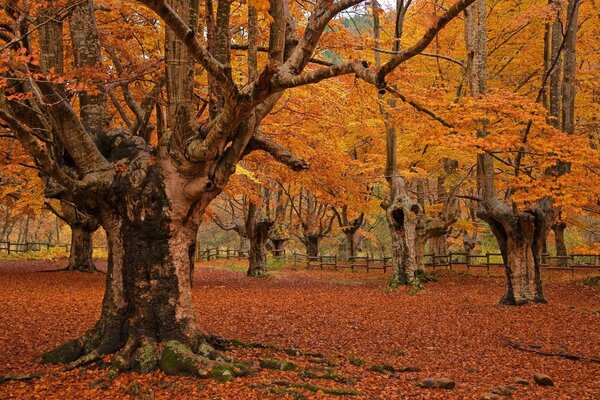 Unglaubliche Bäume im Herbstpark