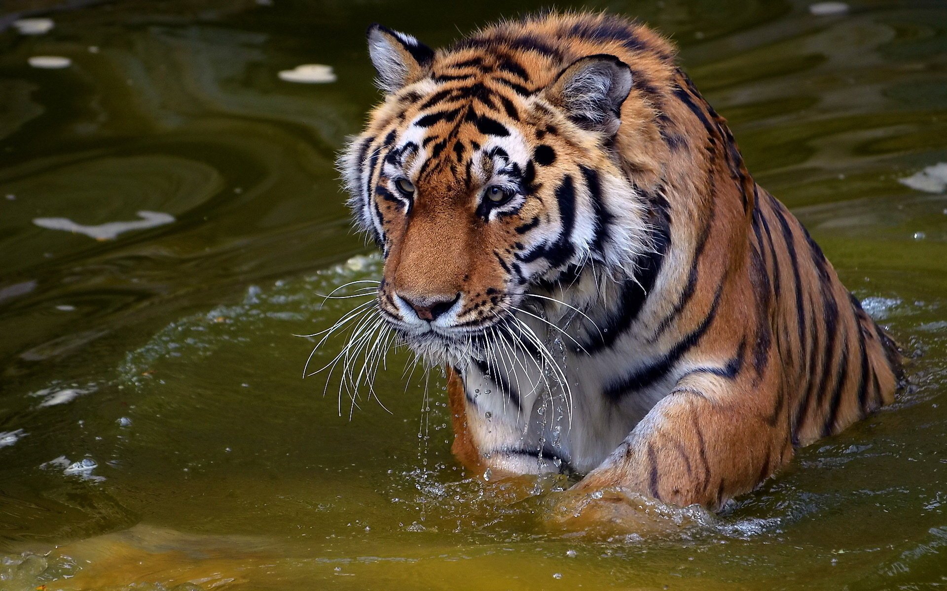 tigre eau museau moustache panthera tigris tigre vue prédateur