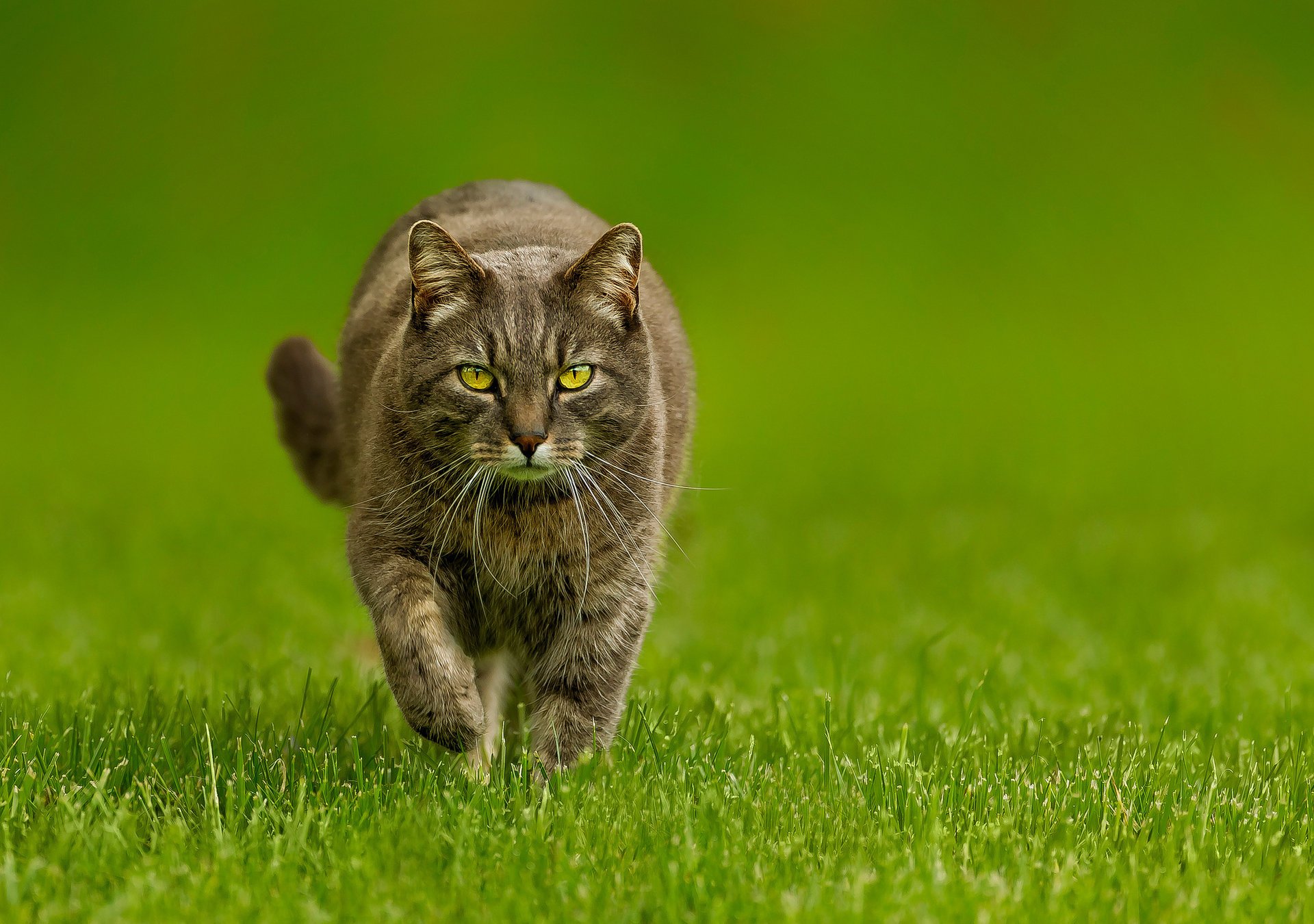 chat vert chat herbe fond