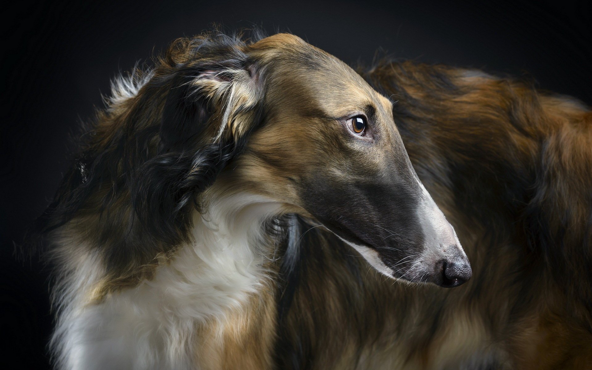 beauty borzoi amico