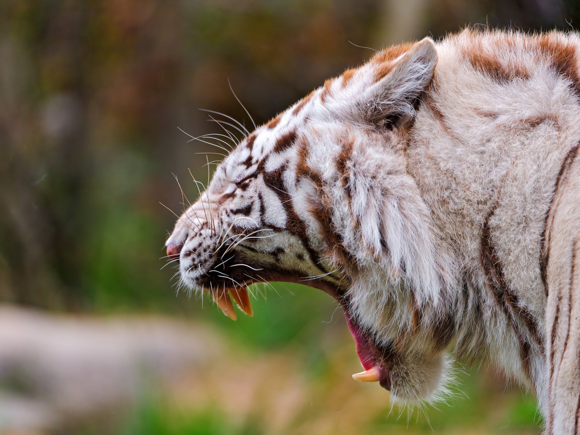 eckzähne tiger maul raubtier weißer tiger