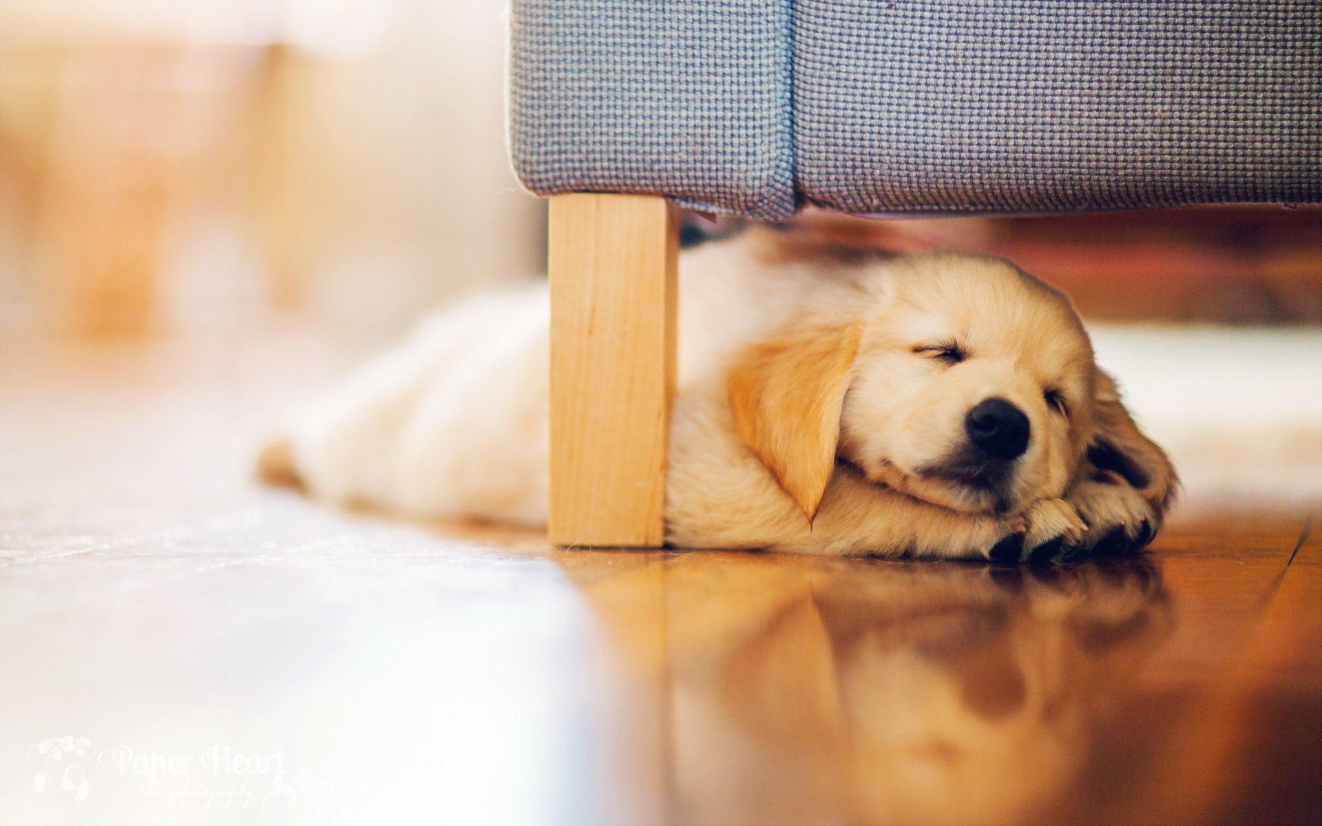 cane retriever cucciolo