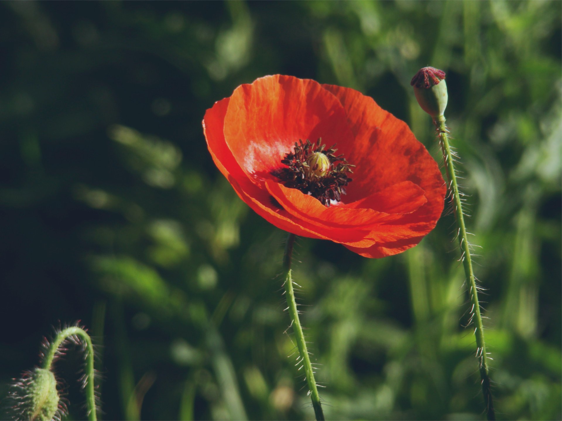 coquelicot fleurs herbe rouge fleur bourgeons gros plan