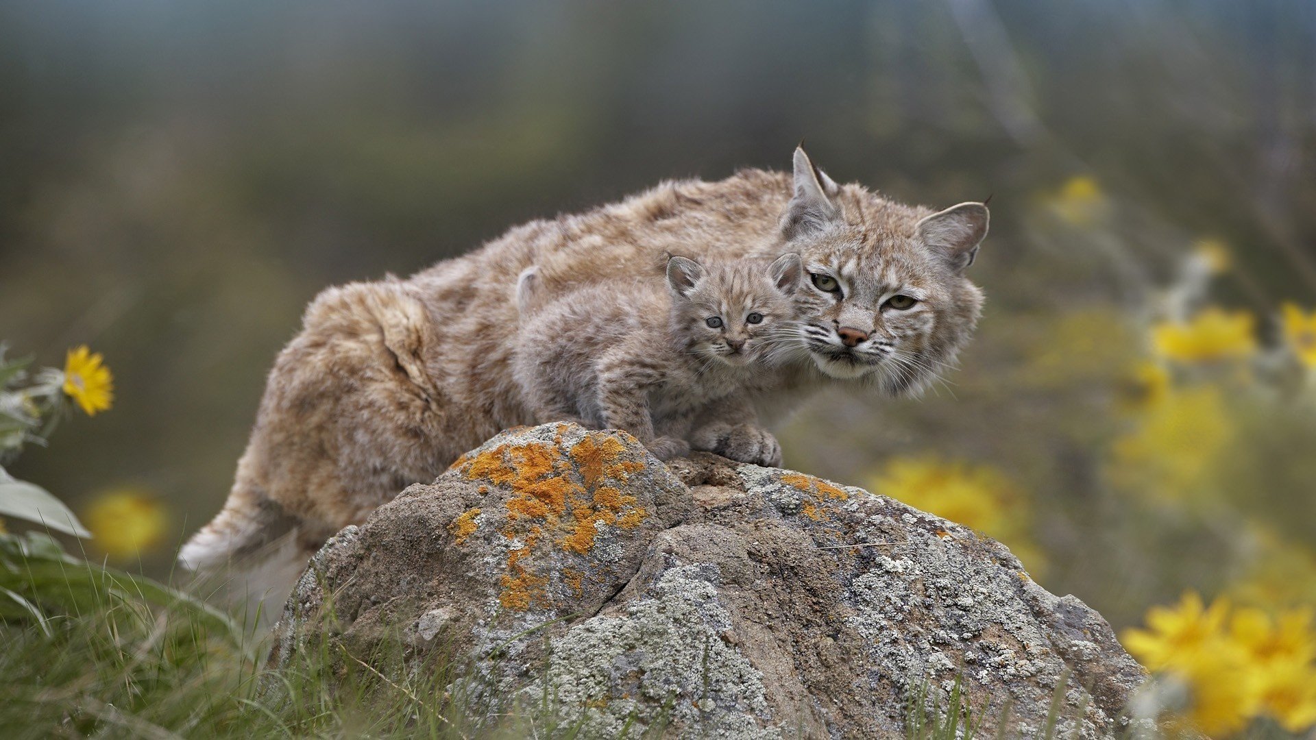 luchs luchs natur stein